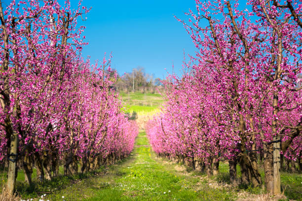 istock Fruit trees in spring with pink flowers, beautiful spring garden 1273481674