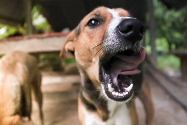 istock Thai dogs with different poses  White brown and black color. 1273481899