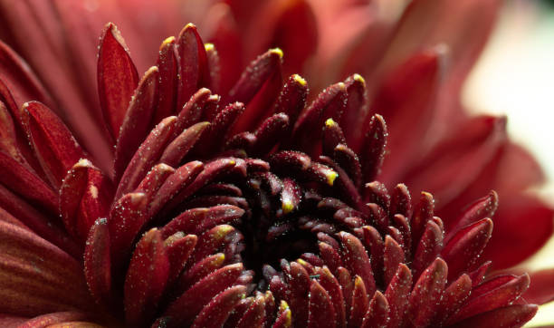 istock Dark flower Bud close-up. Beautiful artistic macro background 1273483018