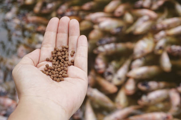 Pellets feed the fish on hand. Pellets feed the fish on hand. aquaculture photos stock pictures, royalty-free photos & images
