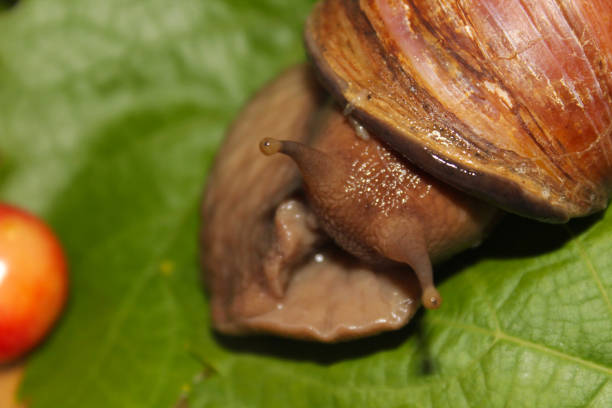Snail walking on fresh green grass with detailed view of its spiral shell and slimy body.