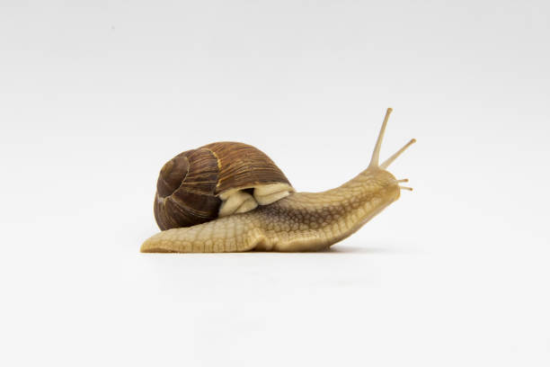 lumaca sullo sfondo bianco. lumaca che avanza su sfondo bianco - snail escargot animal speed foto e immagini stock