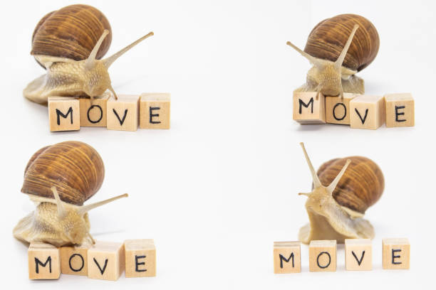 set of wet live snails (helix lucorum) cutout on white background
