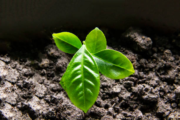 istock Small lemon leaves grow from the ground. 1273485542
