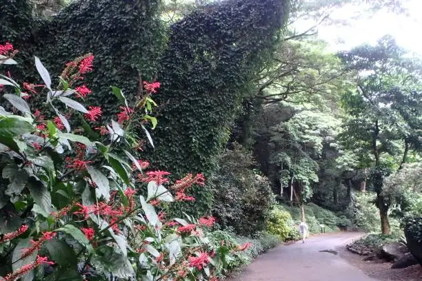 A footpath through the beautiful lush tropical vegetation in the Waimea Valley Oahu Hawaii