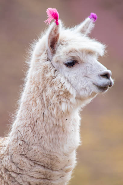 istock Alpaca at Palccoyo Rainbow Mountain 1273487085