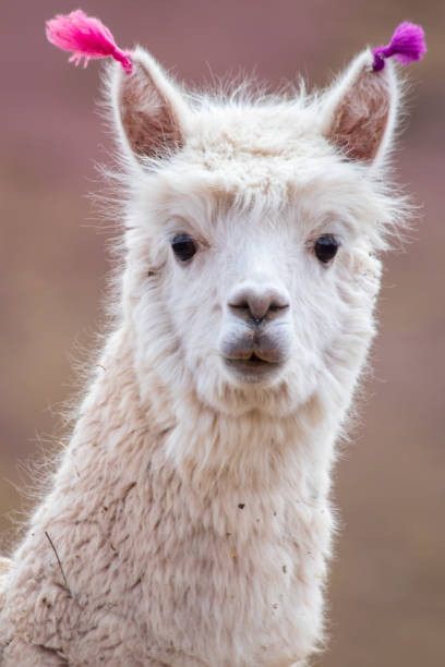 istock Alpaca at Palccoyo Rainbow Mountain 1273487147