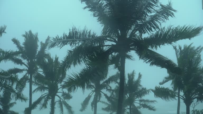 Storm blowing coconut palm trees