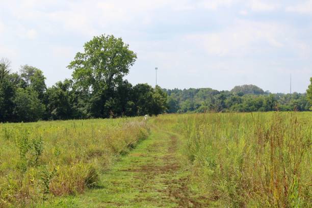 istock Green Grass Trail in the Field 1273489988