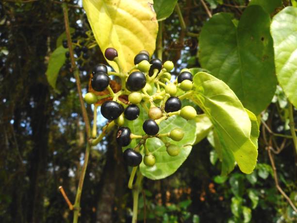 istock plant cissus verticillata - bush grape 1273490214