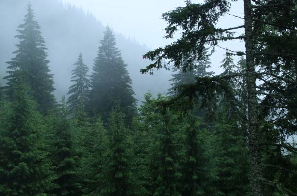 istock Fir forest a dark rainy day in the Romanian Carpathians. 1273490902