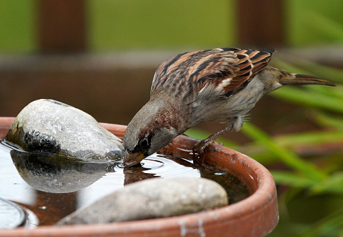 Sparrow takes a drink from the bird bath