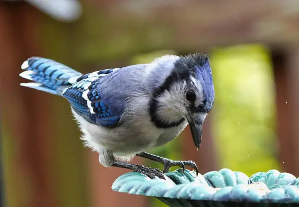 A Bluejay lands on the garden fountain.