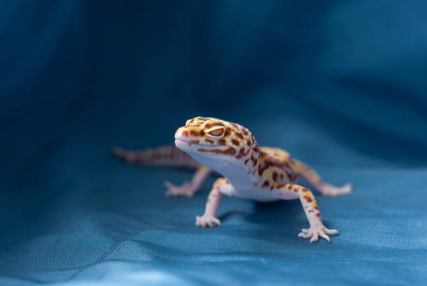 istock The common leopard gecko on a blue background 1273492462