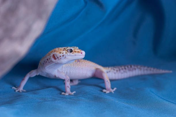 istock The common leopard gecko on a blue background. 1273492497
