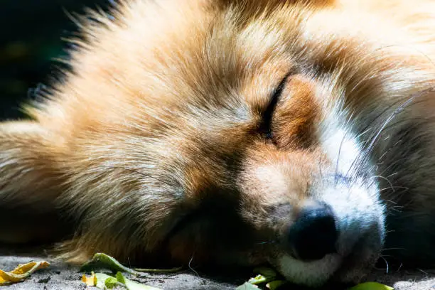 Photo of Close-up on sleeping fox in the zoo