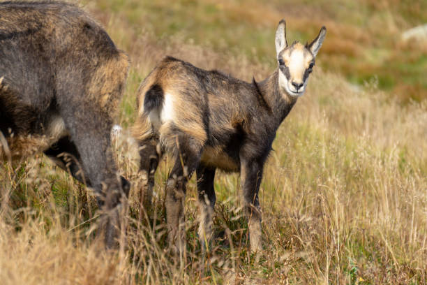 istock Tatra chamois (Rupicapra rupicapra tatrica) in a mountain natural environment. 1273495762