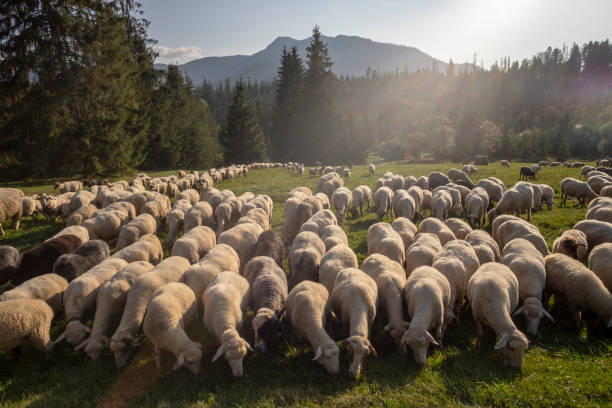 Shepherd watches his flock of sheep grazing in a green meadow on a traditional transhumanza migration through the mountains to new pastures to improve quality of sheep pecorino cheese, Abruzzo, Italy, Europe