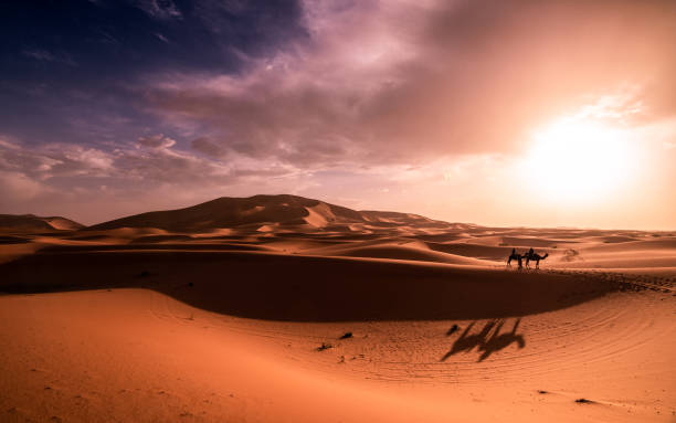 benzina sahara - morocco desert camel africa foto e immagini stock