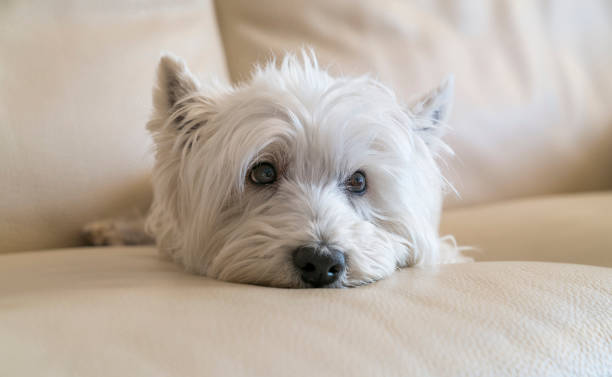 istock Terrier posing laying for the camera with blurry background. selective focus 1273498903