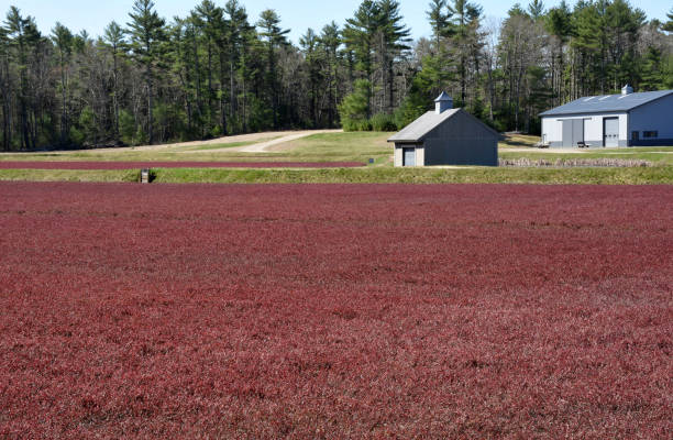 istock Beautiful Red Cranberry Boggs 1273499081