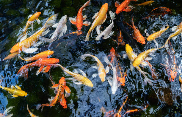 istock Fancy carp, Mirror carp or Koi fish swimming in the pond, 1273499115