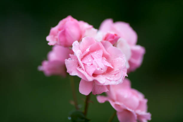 Pink roses with rain drops against green background