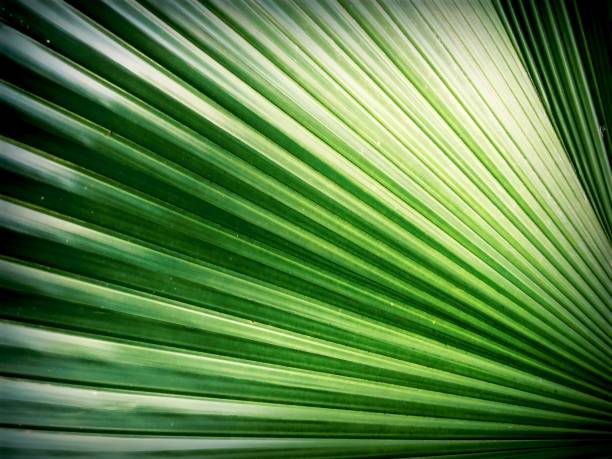 istock Full frame shot of palm leaf background 1273503139