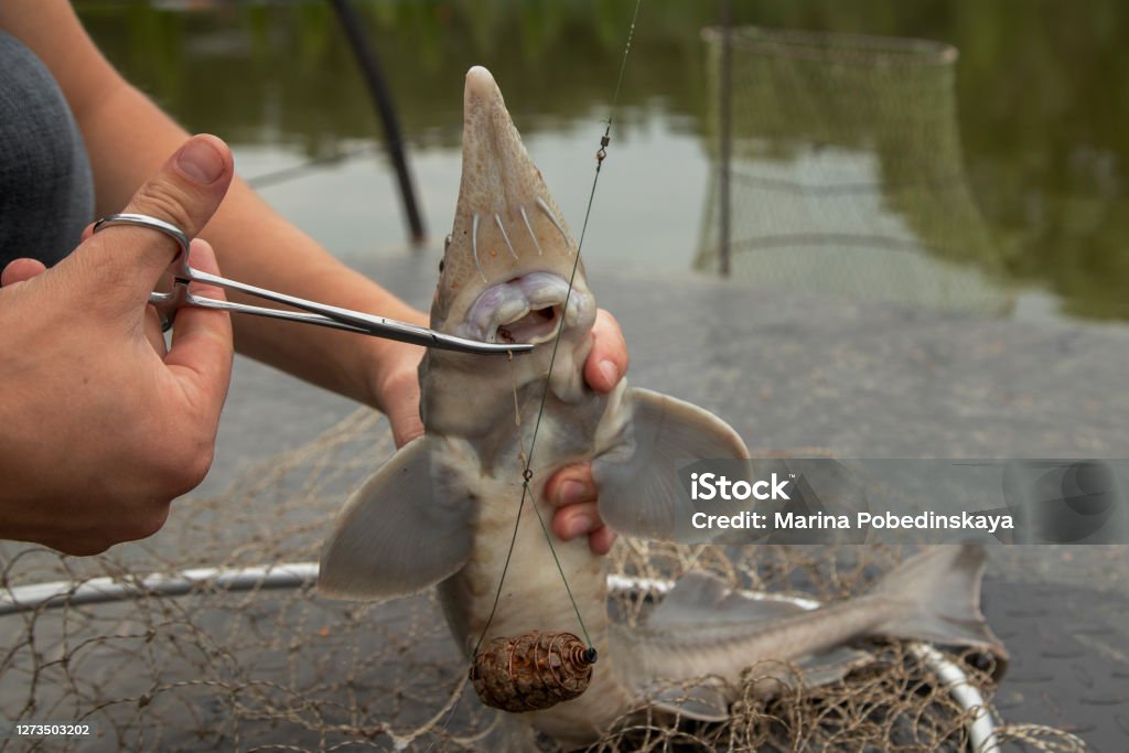 The Man Pulls Fishing Hook From The Mouth Of A Sturgeon Stock