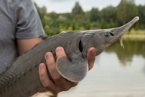 sturgeon fish in human hands men's hands with fish sturgeon close up on the background of water sturgeon fish stock pictures, royalty-free photos & images