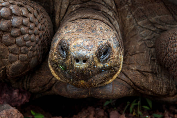 istock Giant Tortoise Portrait Close-up, Galapagos islands 1273503623