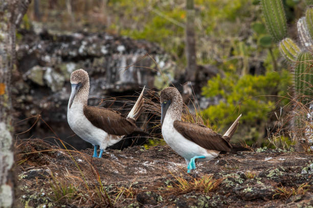 istock Blue-footed Boobies dancing, Galapagos islands 1273503747