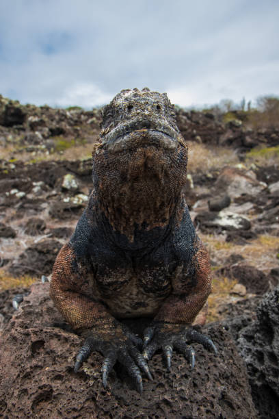istock Large Marine Iguana heating up, Galapagos islands 1273503779
