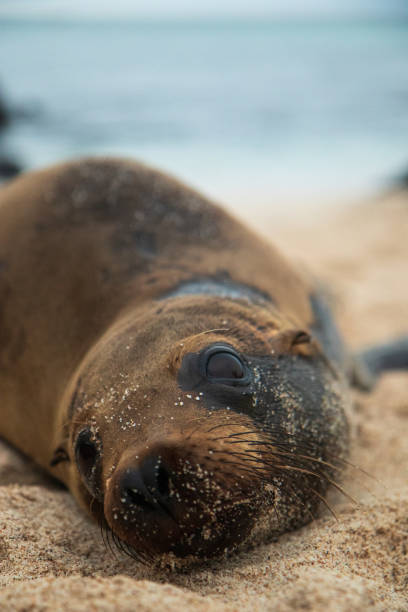 istock Sea Lion on beach, Galapagos islands 1273503816