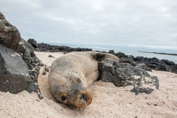 istock Sea Lion on beach looking at camera, Galapagos islands 1273503826