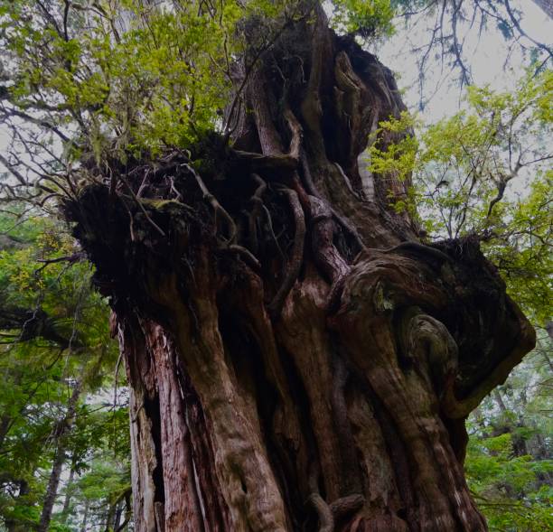 istock Olympic Kalaloch Big Cedar 1273504556