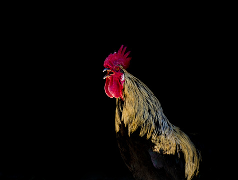 Screaming Rooster