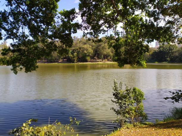 istock Aclimacao Park in Sao Paulo 1273505565