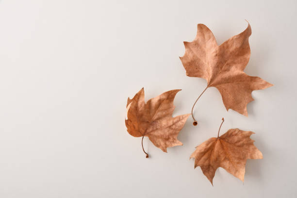 istock Autumnal background  with three dry leaves on white table 1273505624