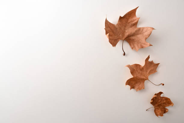istock Autumnal background  with dry leaves on the right white table 1273505626