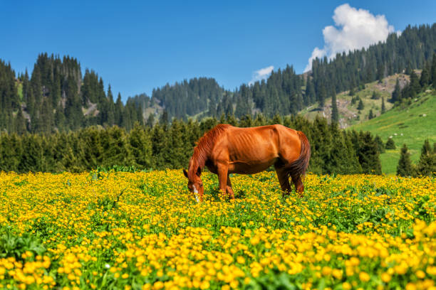 On a sunny spring day, a horse grazes on a high-mountain pasture overgrown with yellow flowers in the northern Tien Shan