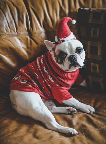 Bulldog francés con Jersey de Navidad y sombrero de santa photo