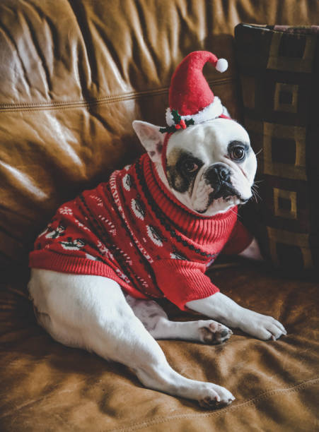 French Bulldog wearing Christmas Jumper and santa hat Frenchie dog all dressed up for Christmas ugliness photos stock pictures, royalty-free photos & images