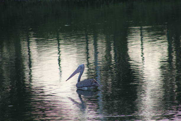 Pelican calmly cruising over the pond