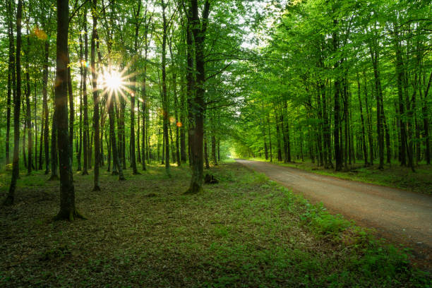 istock Sun glare in the forest with a dirt road 1273510196