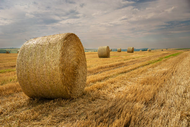 istock Round hay bales in the field and cloudy sky 1273512345