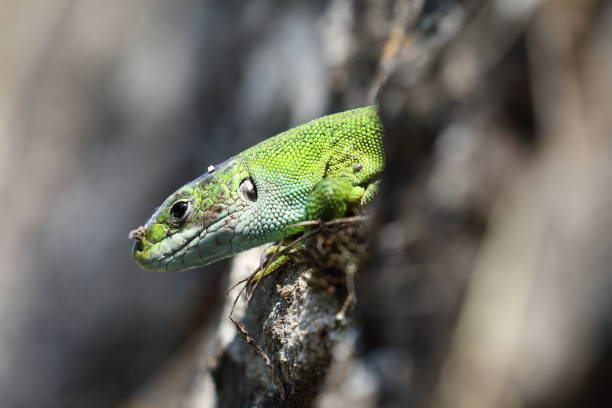 istock Western Green Lizard sits in a dry stone wall Germany 1273512734