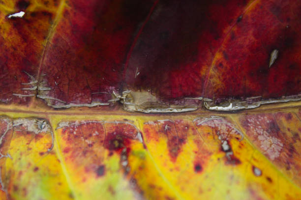 istock Yellowish fallen leaves in the garden 1273512952