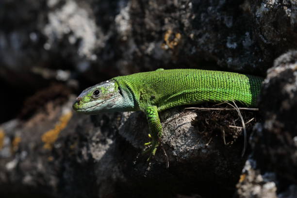 istock Western Green Lizard sits in a dry stone wall Germany 1273513733