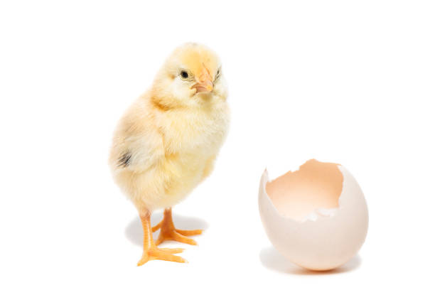 istock Little chicken isolated on white 1273514029